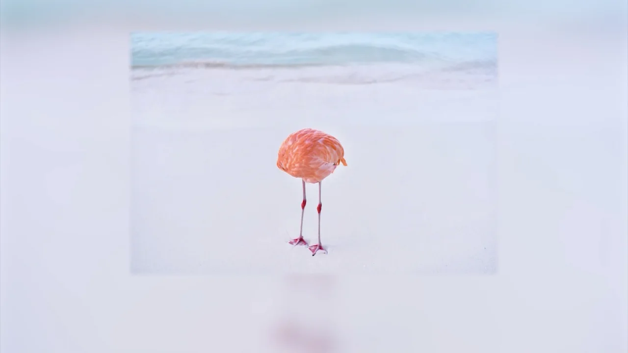 flamingofinal